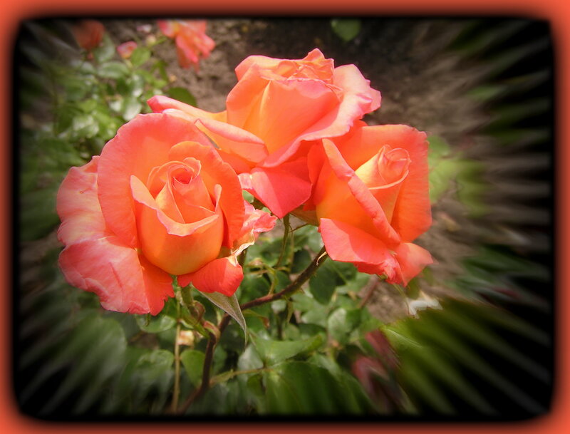 Three Orange Roses — Serene