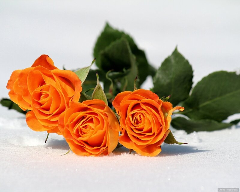 Three Orange Roses — Serene, Winter