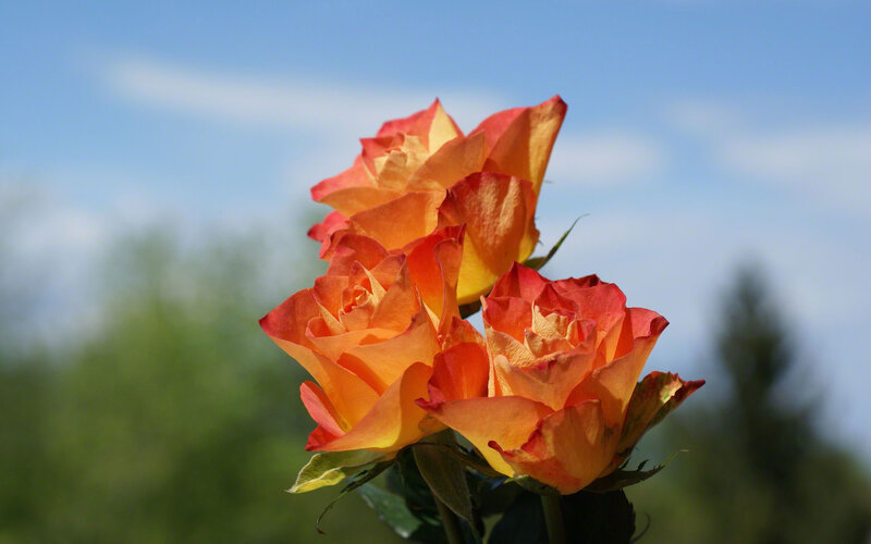 Three Orange Roses