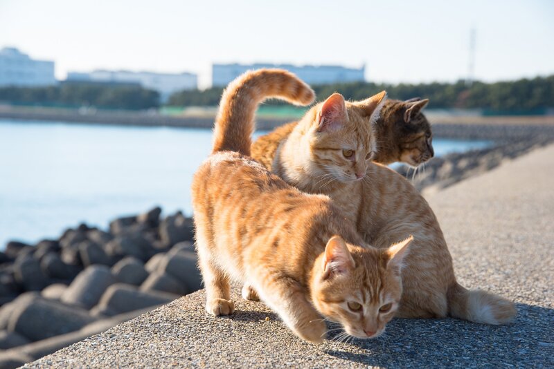 Three Orange Tabby Cats — Calm