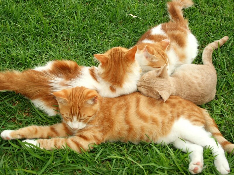 Three Orange Tabby Cats