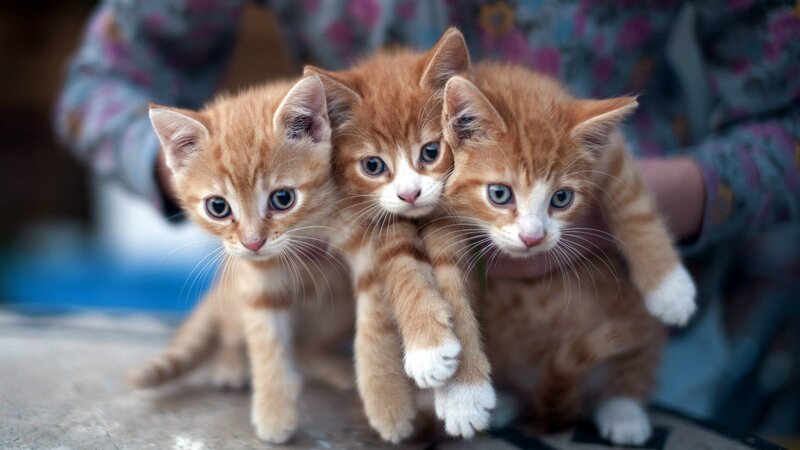 Three Orange Tabby Kittens — Curious