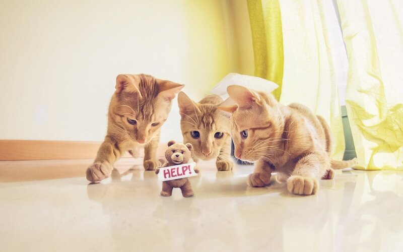 Three Orange Tabby Kittens — Playful, Morning