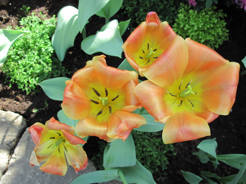Three Orange Tulips — Calm, Afternoon
