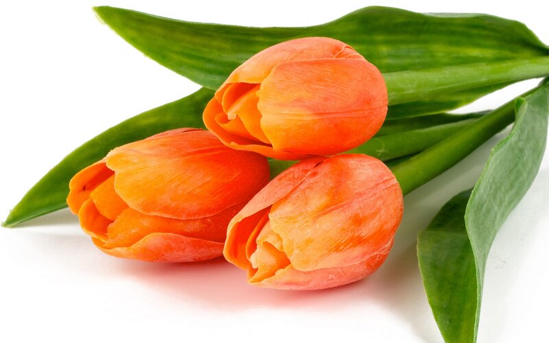 Three Orange Tulips — Calm, Photograph