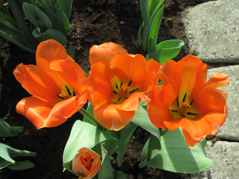 Three Orange Tulips — Calm