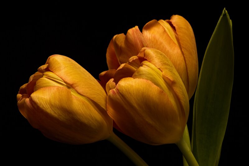 Three Orange Tulips — Dramatic, Photograph