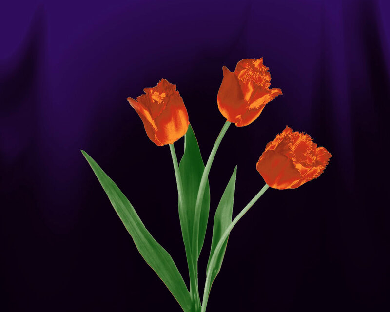 Three Orange Tulips — Dramatic
