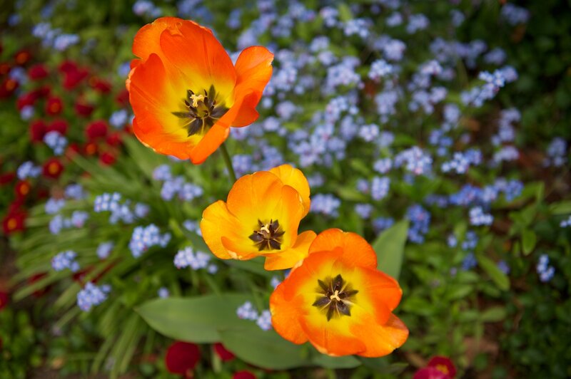 Three Orange Tulips — Serene