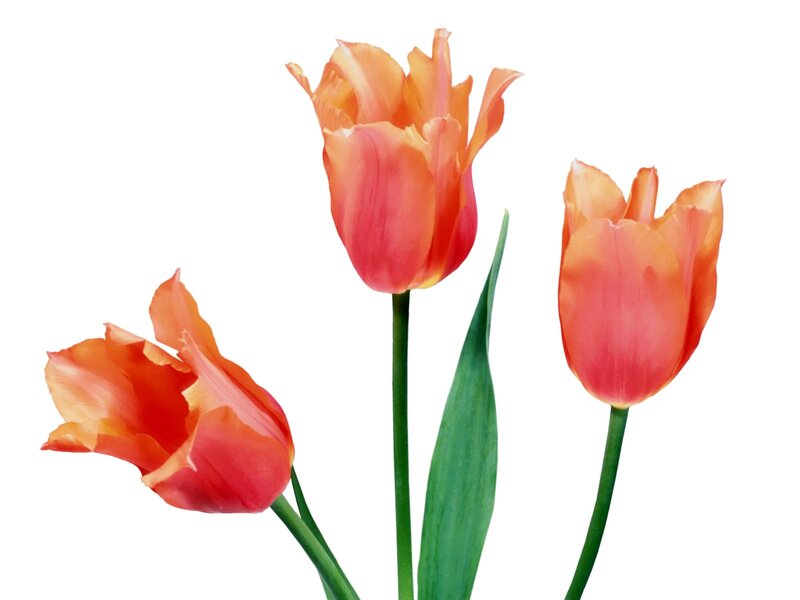 Three orange tulips