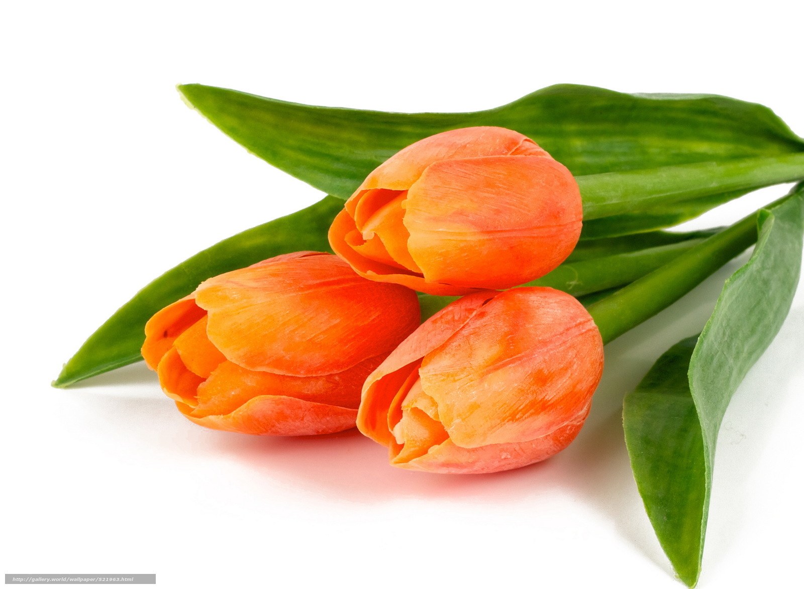 Three orange tulips with green leaves