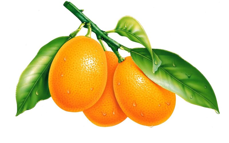 Three Oranges on Branch