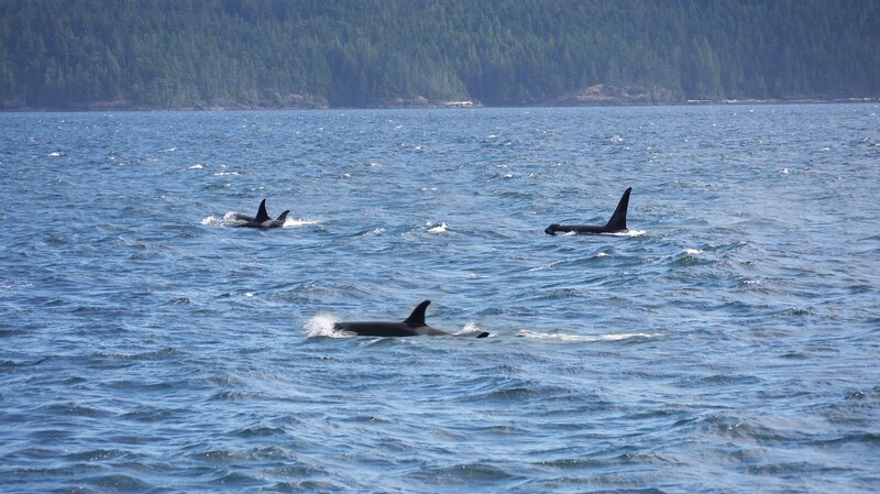Three Orca Whales