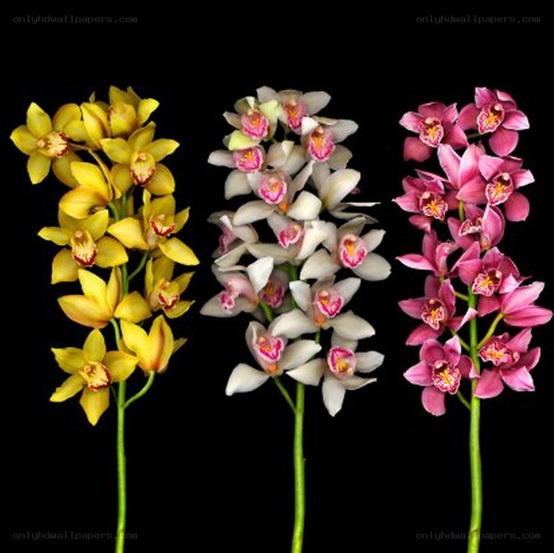 Three orchid varieties