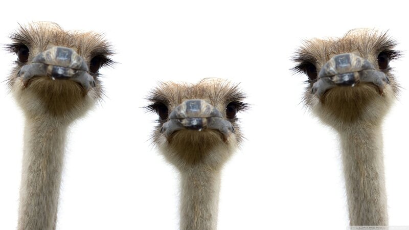 Three Ostrich Heads