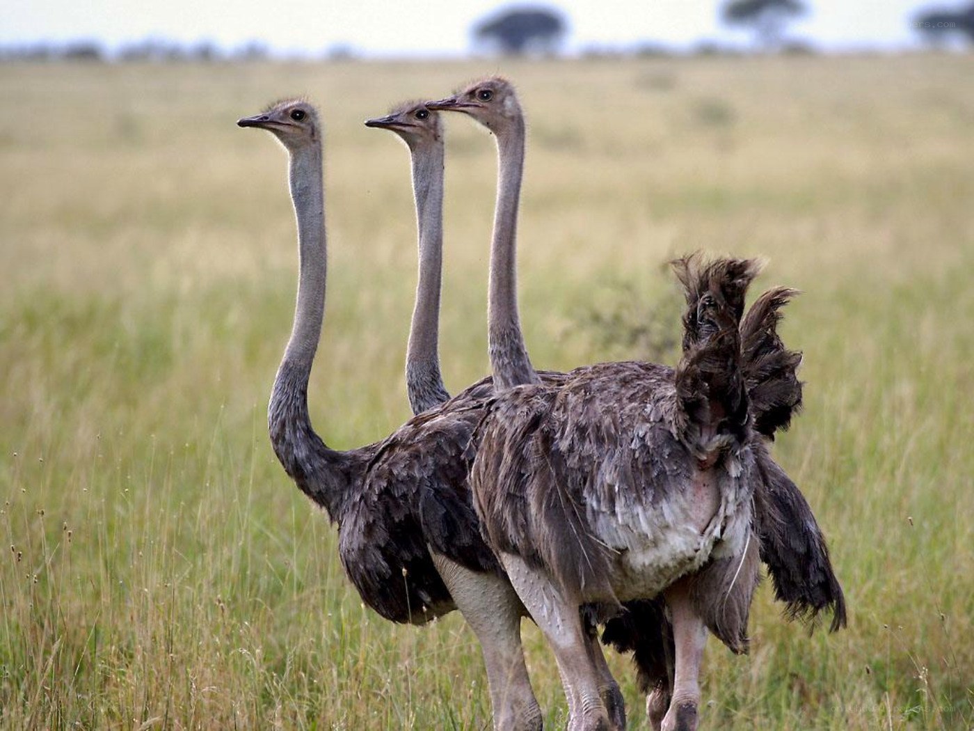 three ostriches in a field