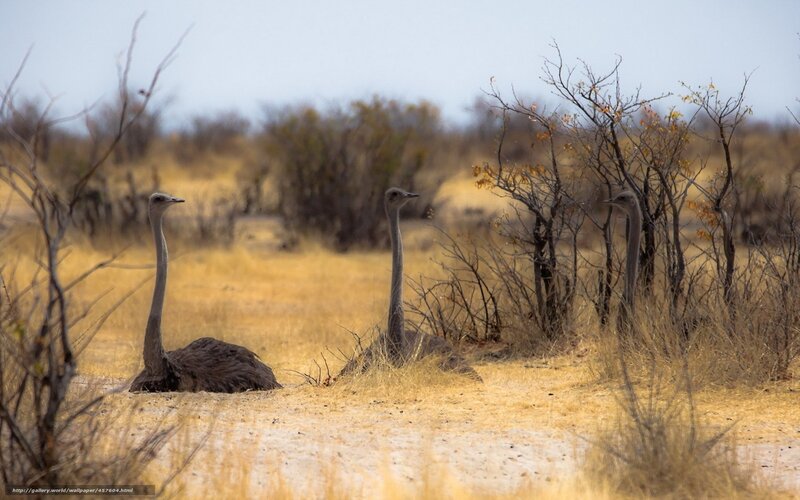 Three Ostriches in Savanna