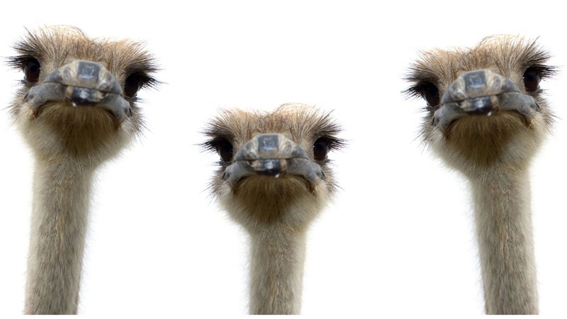 Three ostriches looking up