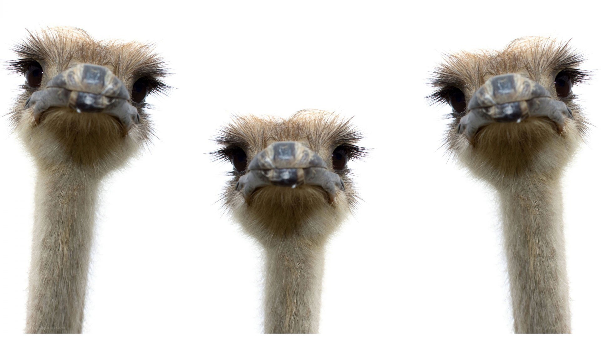 Three ostriches looking up