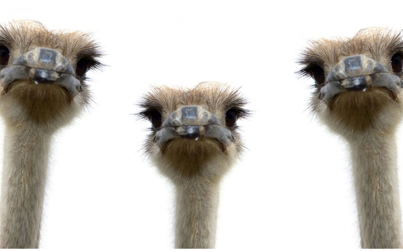 three ostriches looking up