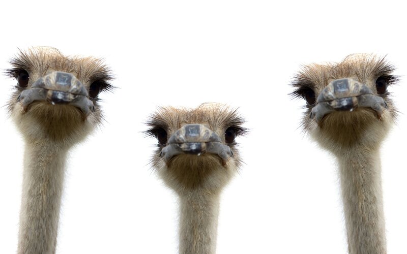 Three ostriches looking up
