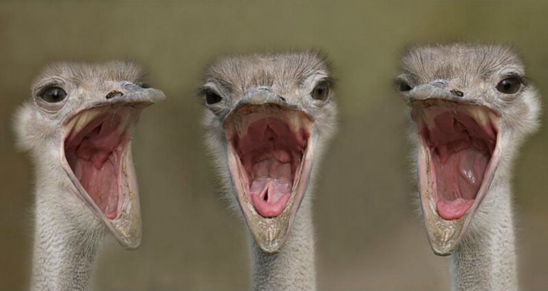 Three Ostriches Yawning