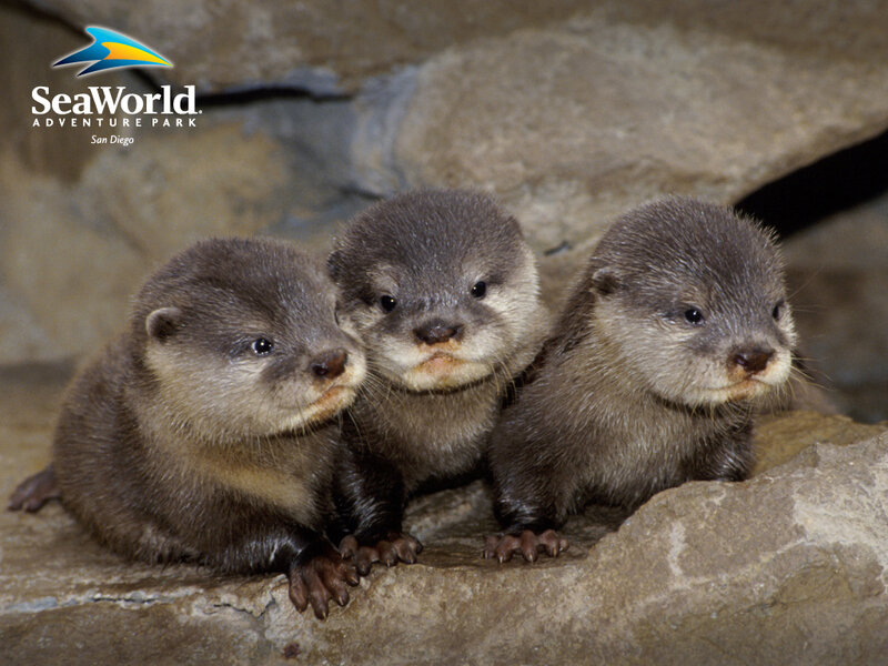 Three Otter Pups