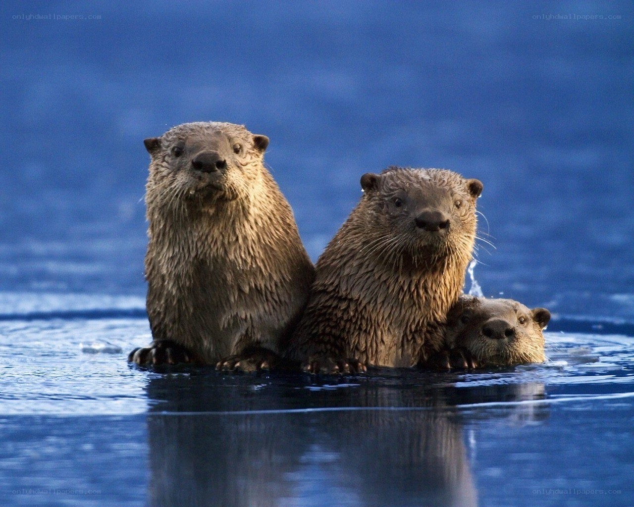 Three otters in the water