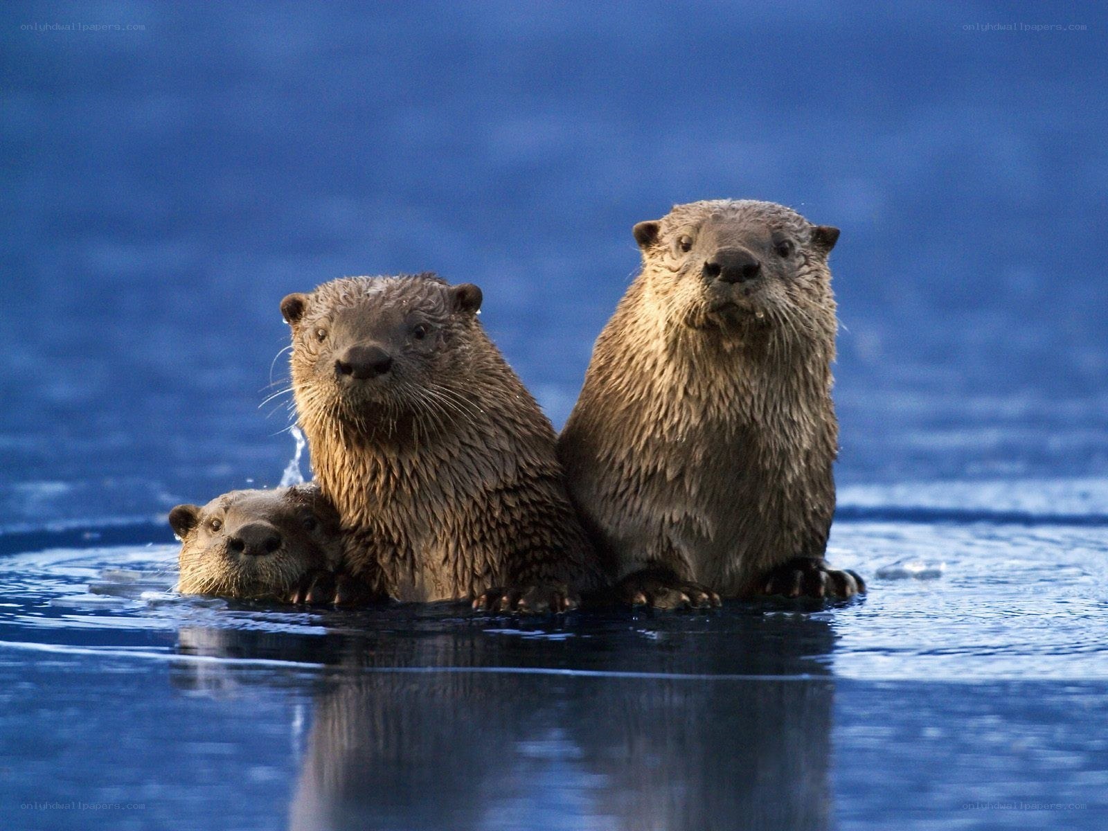 Three otters in the water