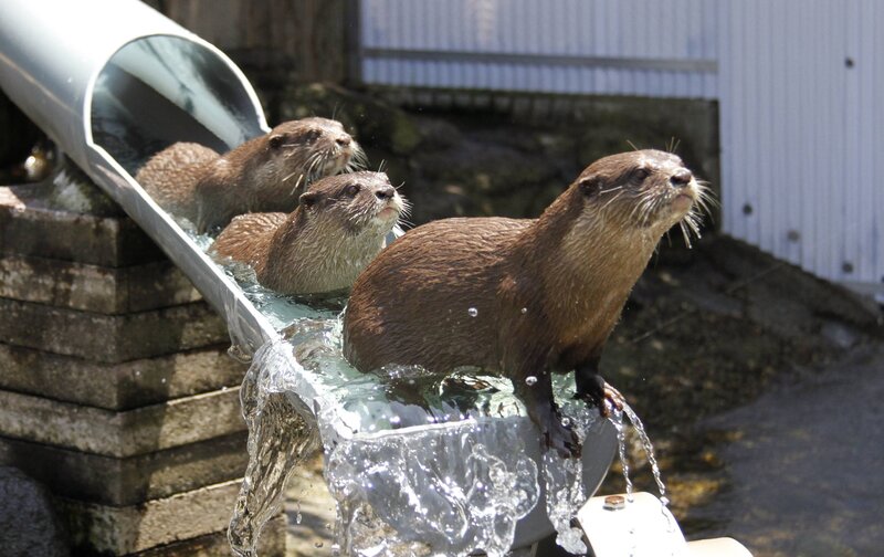 Three Otters in Water