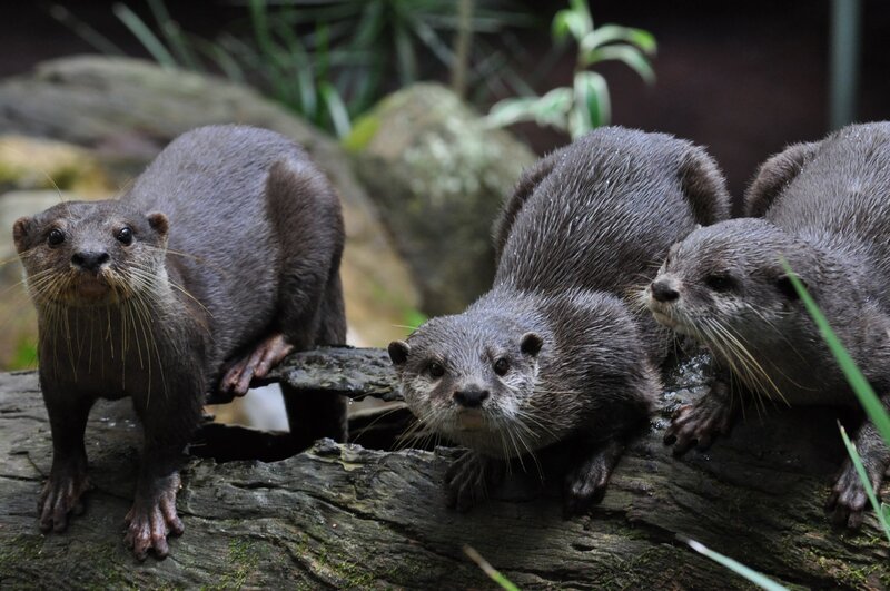 three otters on a log