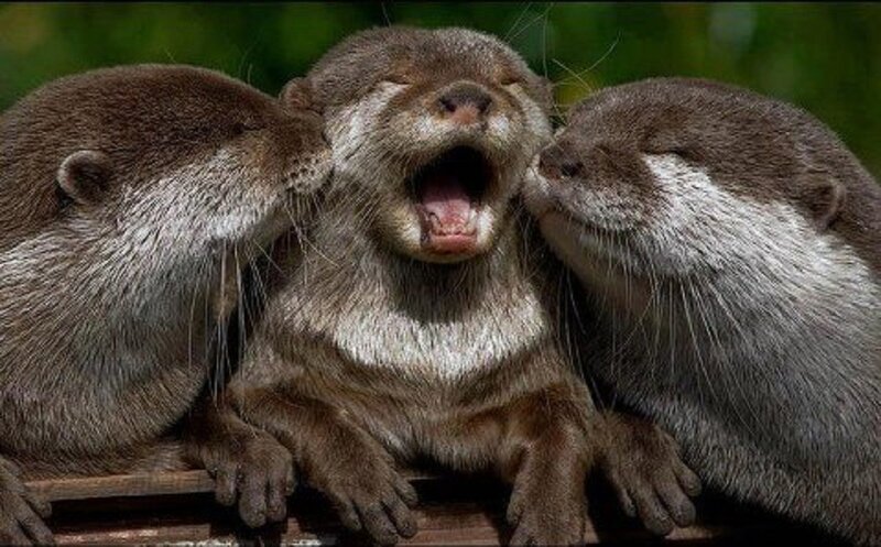 Three Otters on Wood