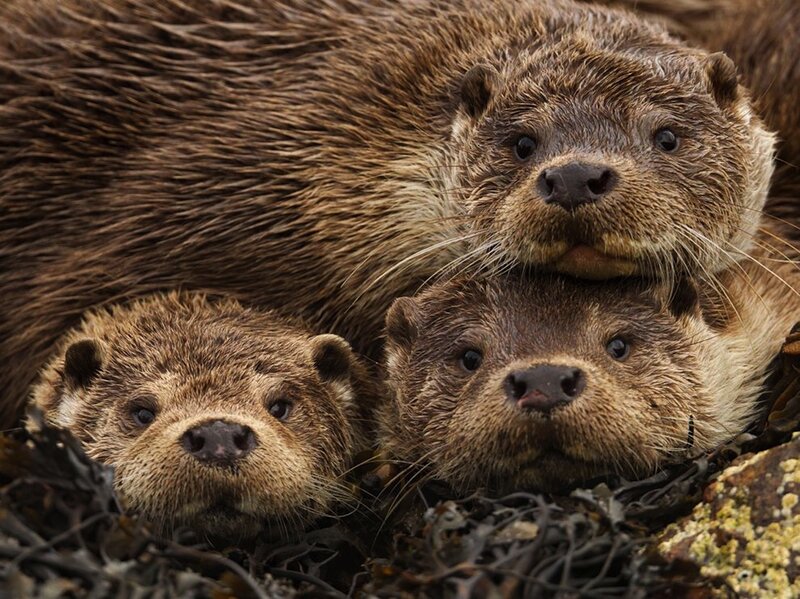 Three Otters Together