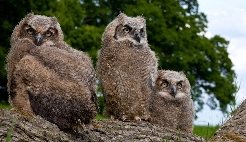 Three Owl Chicks