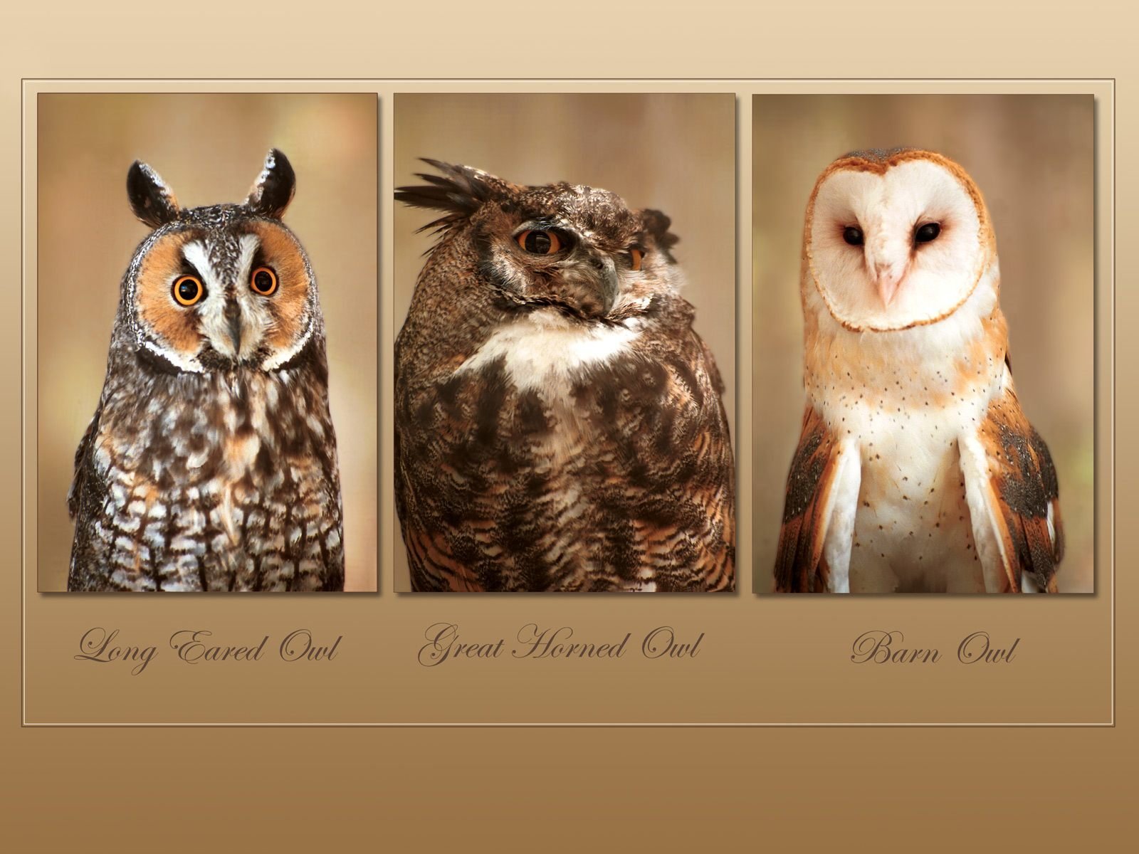 Three Owl Species