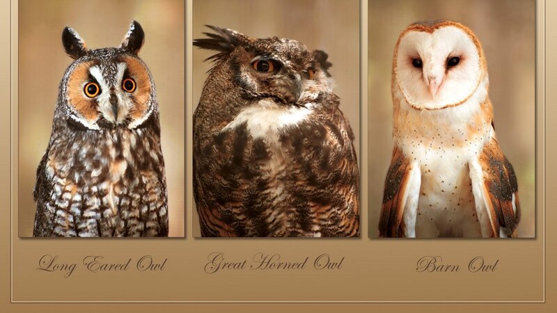 Three Owl Species Portrait