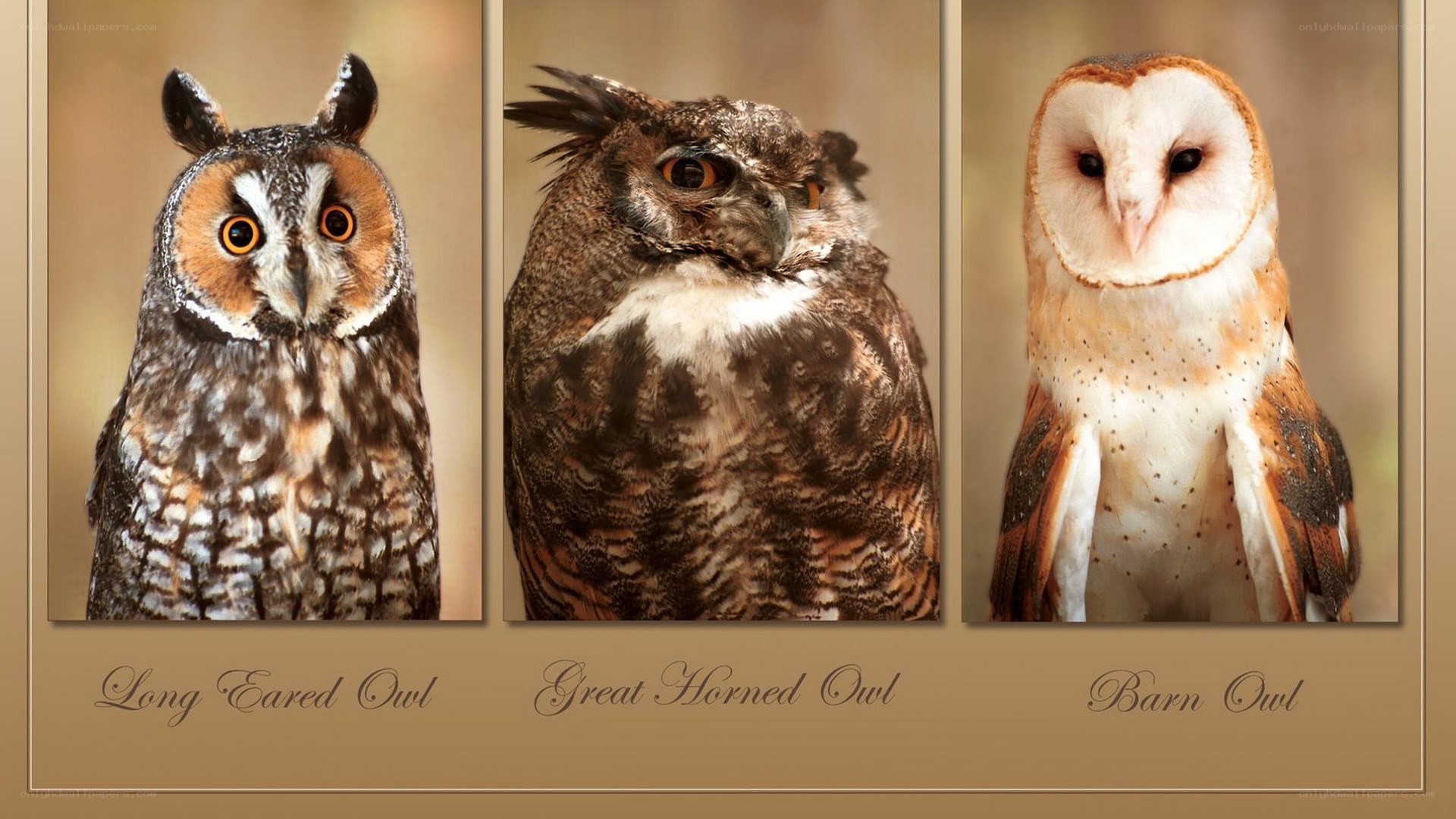 Three Owl Species Portrait
