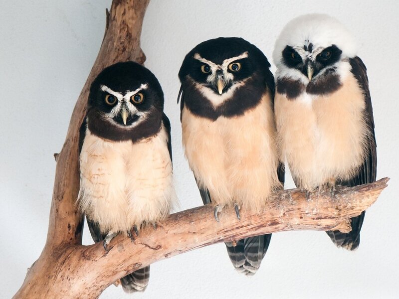 Three Owl Specimens