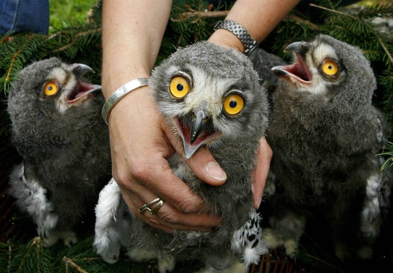 Three owlets being held