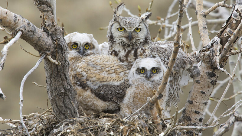 Three Owls in a Nest