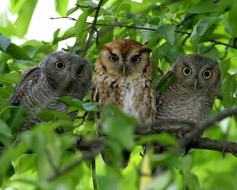 Three owls in a tree