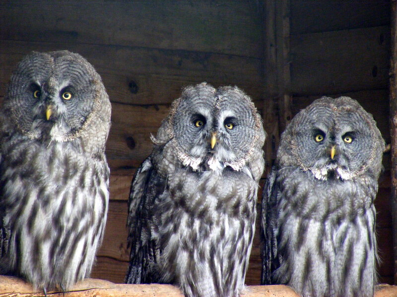 Three owls in a wooden enclosure