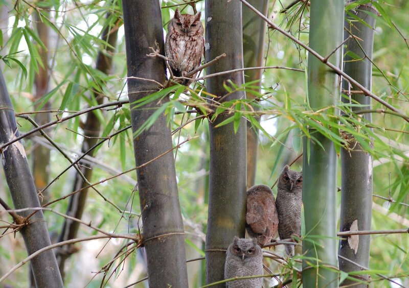 Three Owls in Bamboo