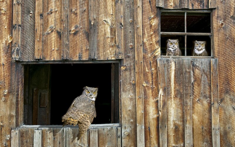 Three Owls in Barn — Brown, Calm, Afternoon