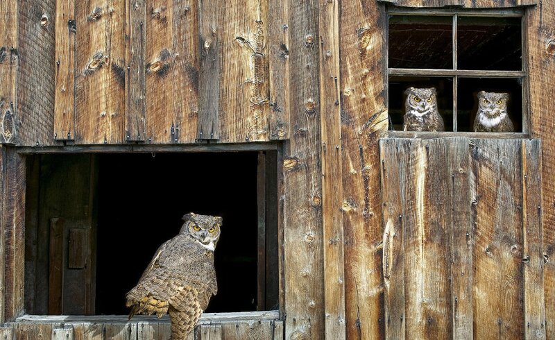 Three Owls in Barn — Brown, Calm, Photograph