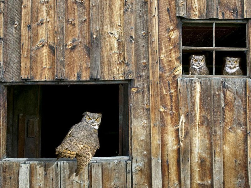 Three Owls in Barn — Brown, Calm