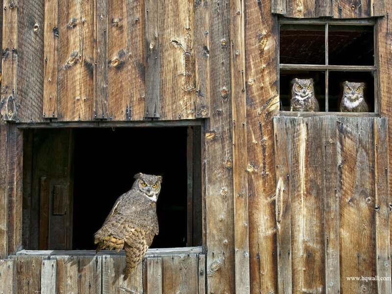 Three Owls in Barn