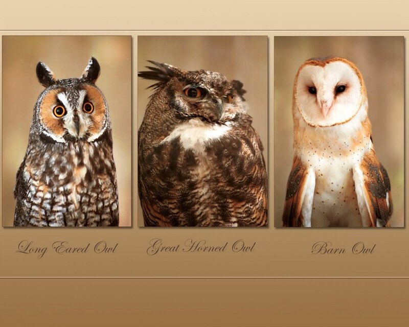 Three Owls in Panels