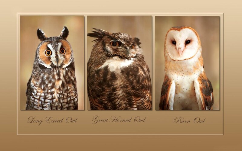 Three Owls in Portrait