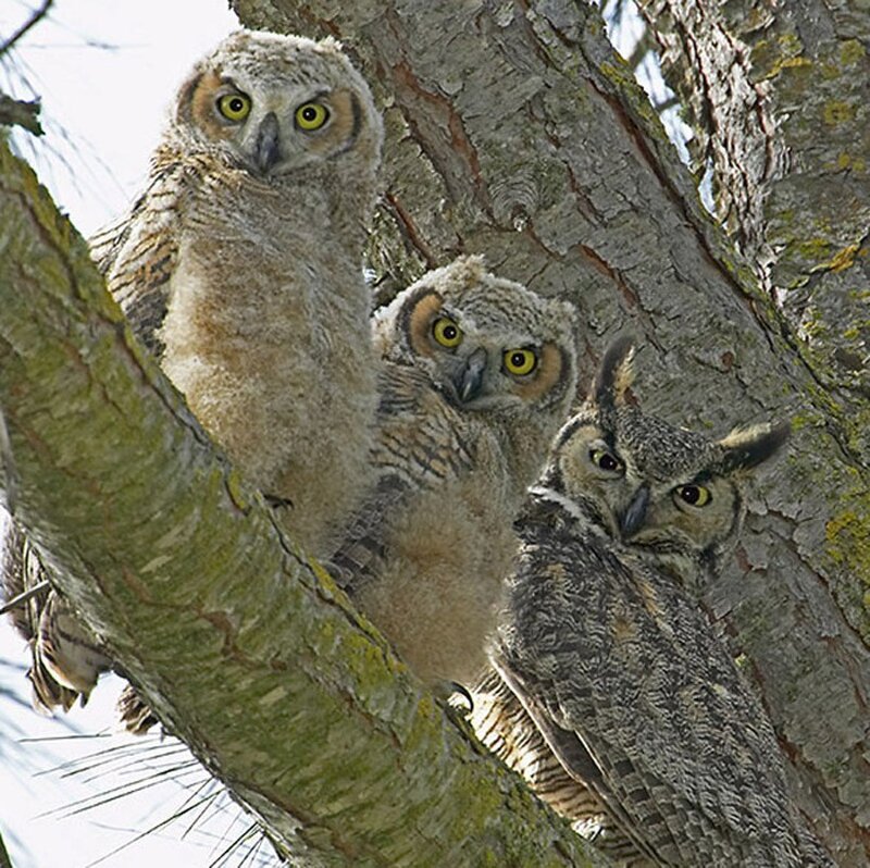 Three Owls in Tree — Gray